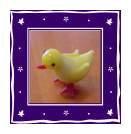 Baby Chick